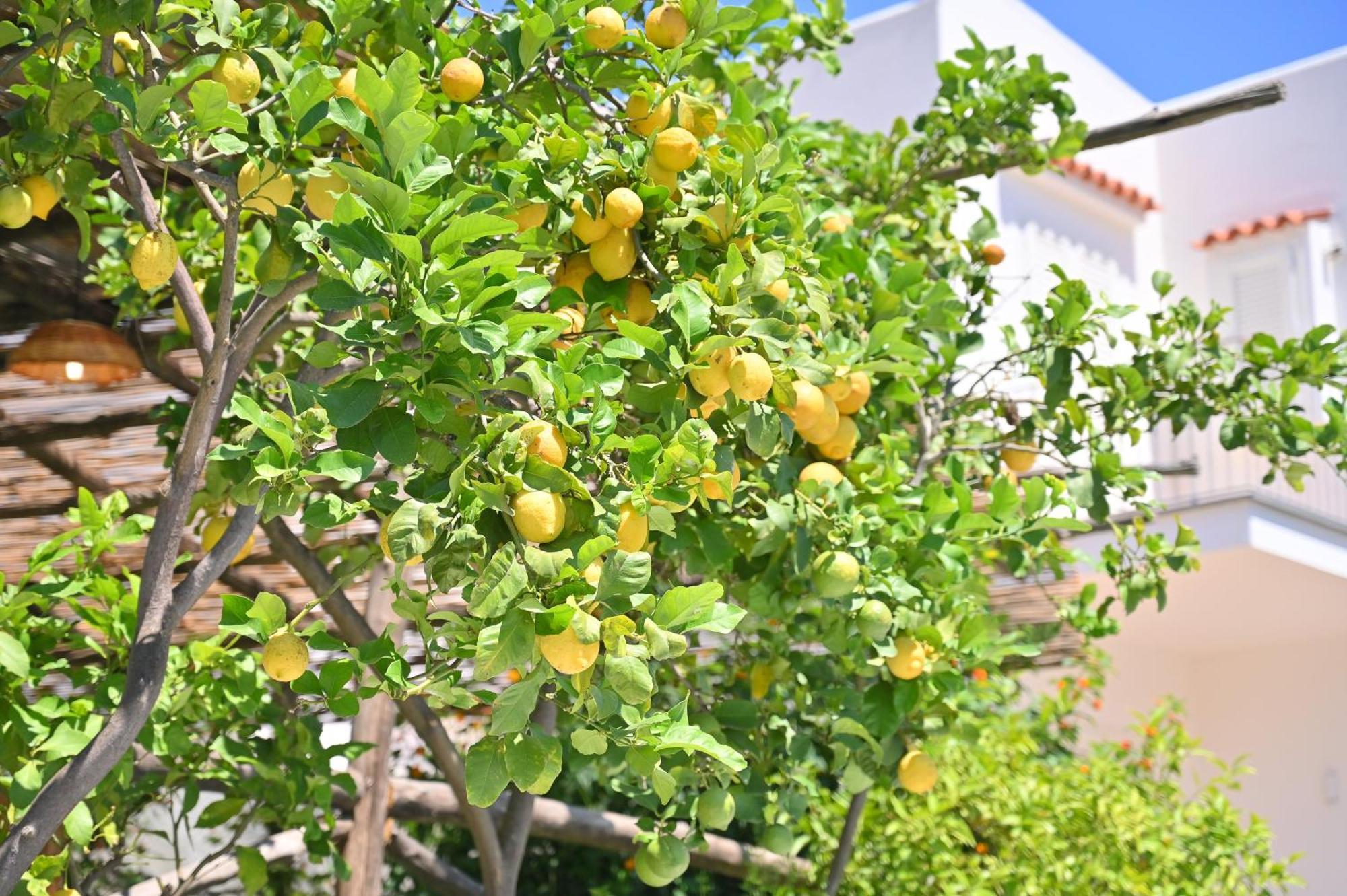 La Rosa - Luxury B&B Ischia Exterior foto